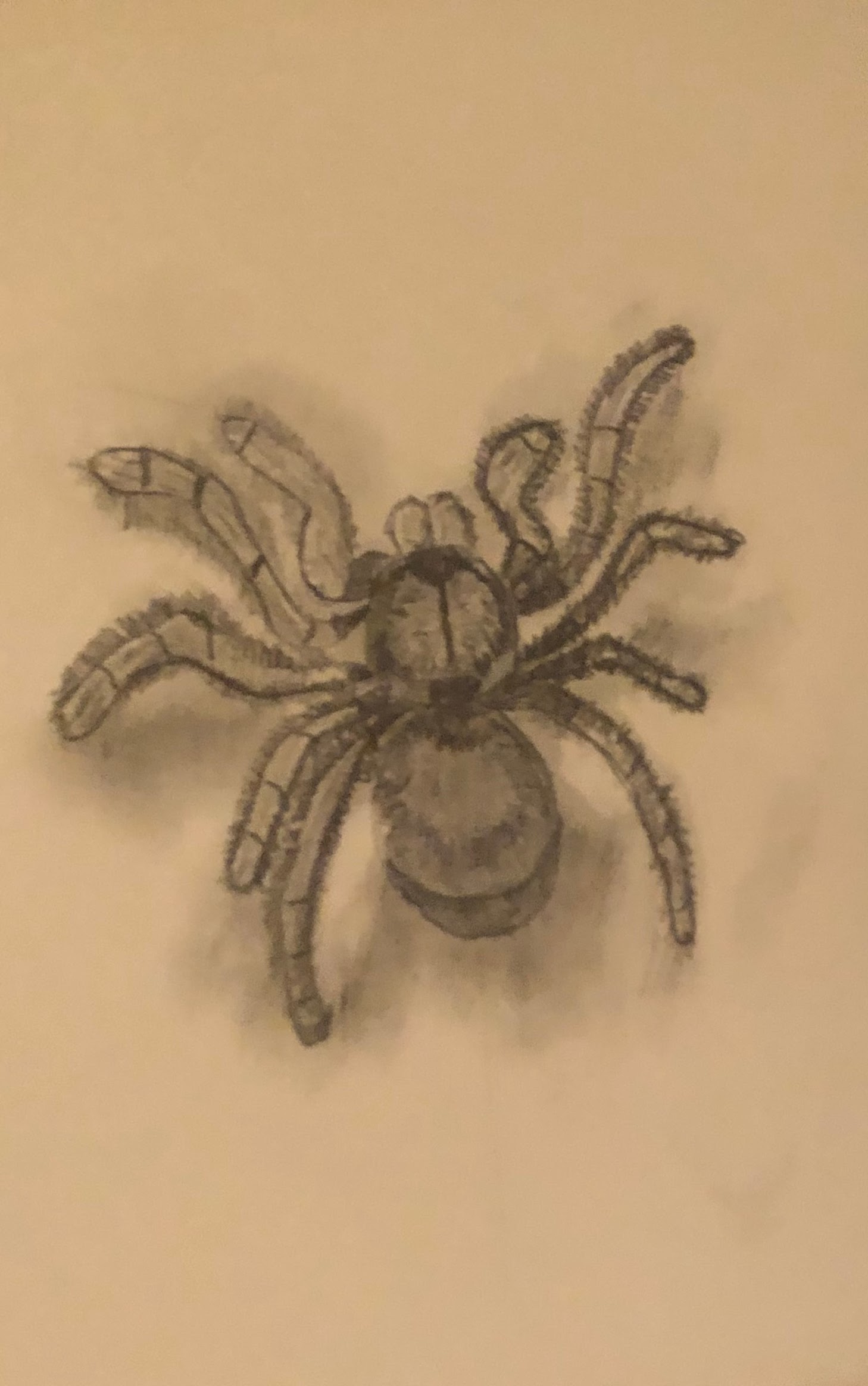 hyperdetailed and realistic drawing of a giant tarantula